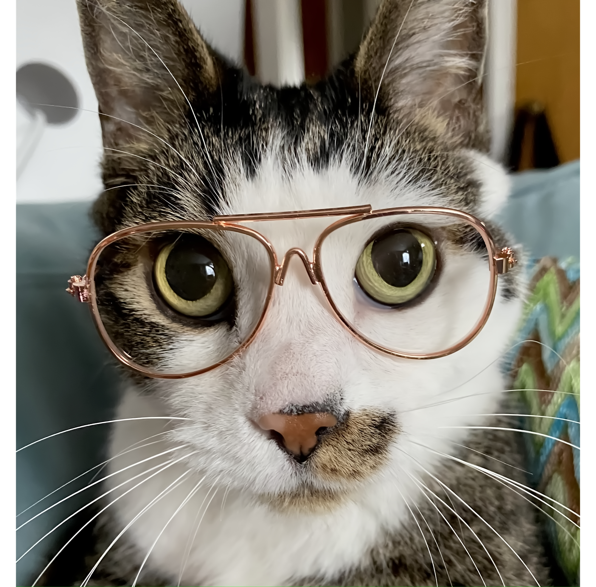 Retro Aviator Cat Sunglasses - Image 10